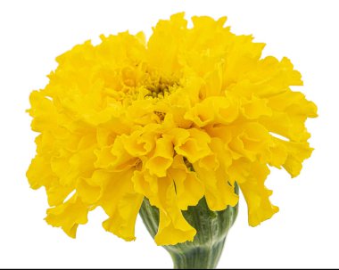 Kadife çiçekleri (lat. Etiketler), beyaz arkaplanda izole