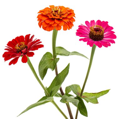 Zinnia 'nın üç çiçeği, beyaz arka planda izole.