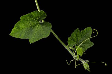 Yeşil kabak yaprağı, siyah arkaplanda izole edilmiş.