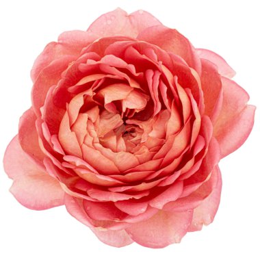 Beyaz arka planda izole edilmiş pembe gül çiçeği.