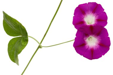 ipomoea çiçeği, Japon sabah zaferi, konvolvulus, beyaz arka planda izole edilmiş.