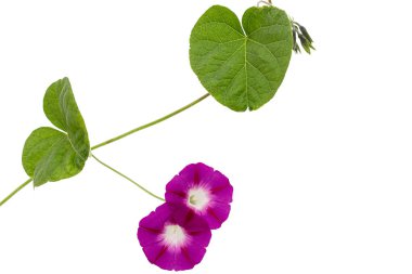 ipomoea çiçeği, Japon sabah zaferi, konvolvulus, beyaz arka planda izole edilmiş.