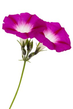 ipomoea çiçeği, Japon sabah zaferi, konvolvulus, beyaz arka planda izole edilmiş.