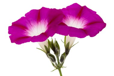 ipomoea çiçeği, Japon sabah zaferi, konvolvulus, beyaz arka planda izole edilmiş.
