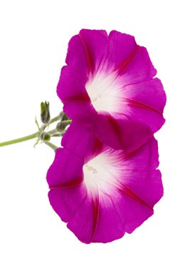 ipomoea çiçeği, Japon sabah zaferi, konvolvulus, beyaz arka planda izole edilmiş.