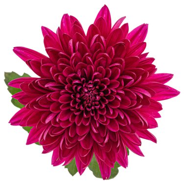 Kırmızı kasımpatı çiçeği, beyaz arka planda izole edilmiş.