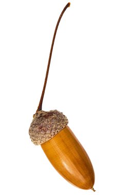 Meşe palamudu yakın plan, beyaz arkaplan izole