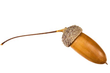 Meşe palamudu yakın plan, beyaz arkaplan izole