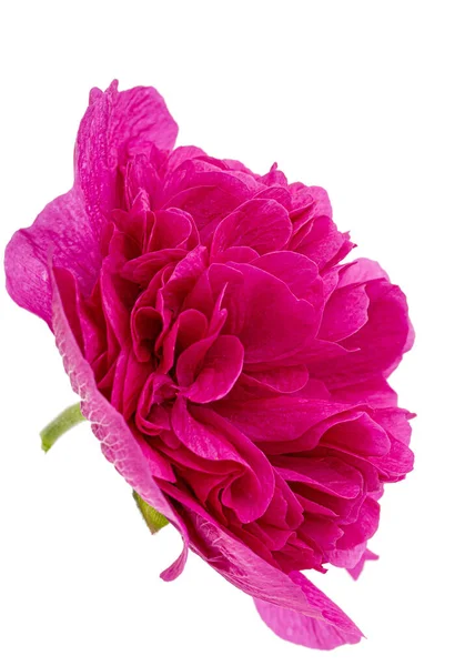 Rosa Fiore Malva Isolato Sfondo Bianco — Foto Stock