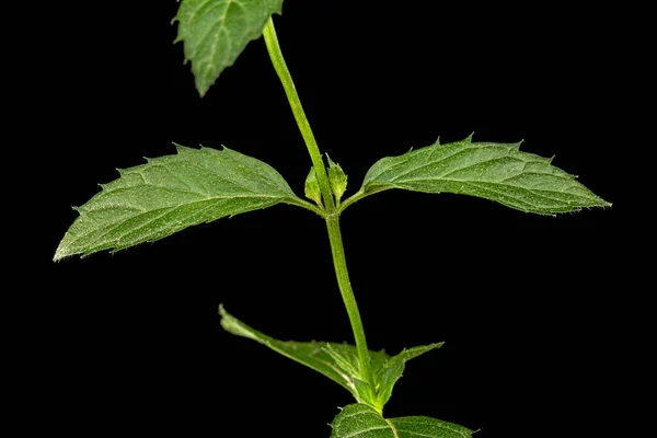 Folha Verde Hortelã Isolada Sobre Fundo Preto — Fotografia de Stock