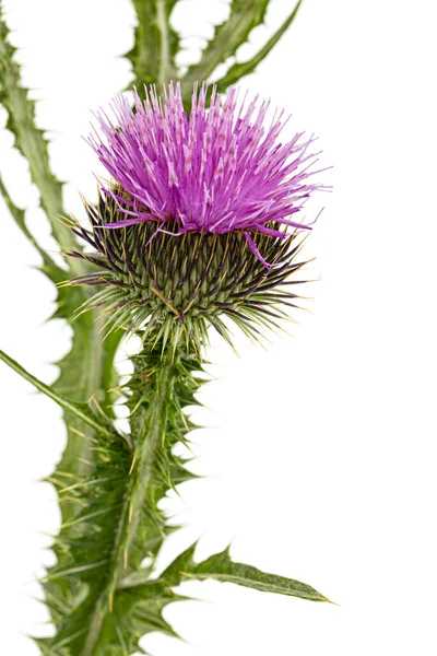 Bloem Van Distel Lat Carduus Geïsoleerd Witte Achtergrond — Stockfoto