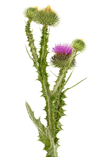 Bloem Van Distel Lat Carduus Geïsoleerd Witte Achtergrond — Stockfoto