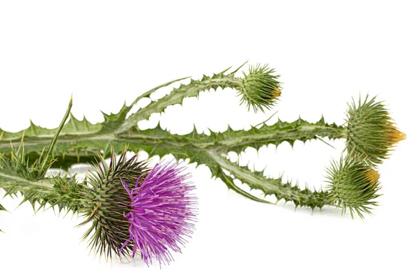 Flower Thistle Lat Carduus Isolated White Background — Stock Photo, Image