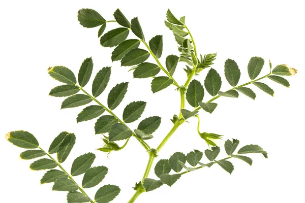 Grüne Blätter Und Erbsenschoten Isoliert Auf Weißem Hintergrund — Stockfoto