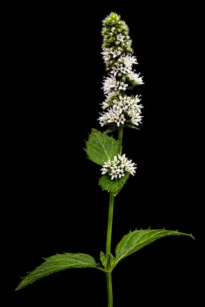 Blommande Kvist Mynta Isolerad Svart Bakgrund — Stockfoto