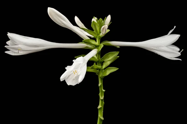 Flor Flor Blanca Hosta También Funkia Familia Espárragos Lat Asparagales — Foto de Stock