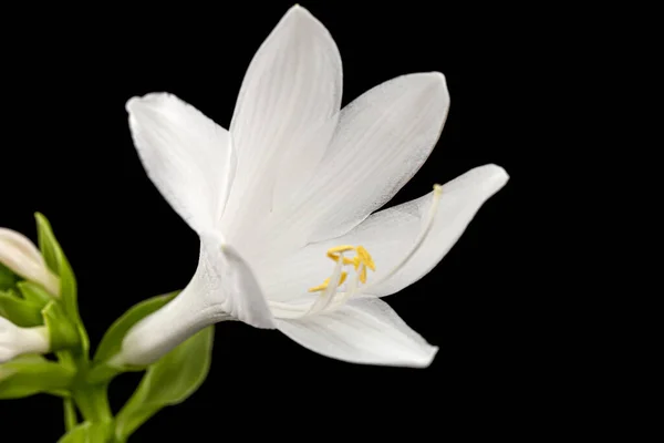 Цветущий Белый Цветок Hosta Funkia Семья Спаржа Лат Спаржа Черном — стоковое фото
