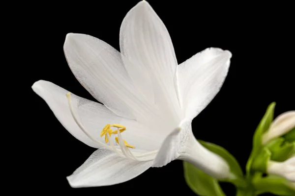 Blooming White Flower Hosta Also Funkia Family Asparagus Lat Asparagales — Stock Photo, Image