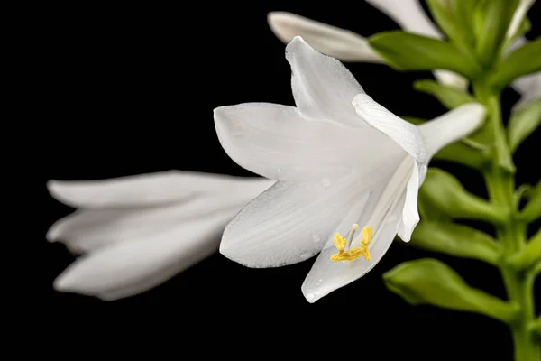 Цветущий Белый Цветок Hosta Funkia Семья Спаржа Лат Спаржа Черном — стоковое фото