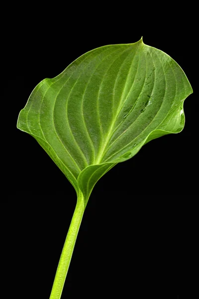 Zielony Liść Kwiatu Hosta Również Funkia Rodzina Szparagów Lat Szparagale — Zdjęcie stockowe