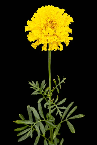 Ringelblumenblüten Lat Tagetes Isoliert Auf Schwarzem Hintergrund — Stockfoto