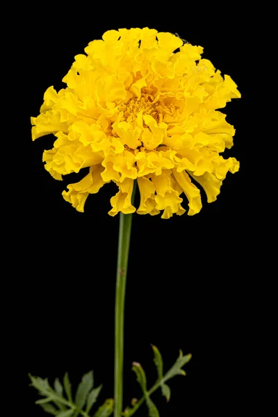 Ringelblumenblüten Lat Tagetes Isoliert Auf Schwarzem Hintergrund — Stockfoto