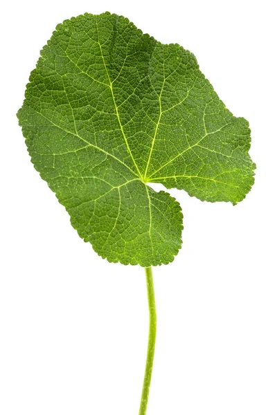 Hoja Verde Malva Aislada Sobre Fondo Blanco —  Fotos de Stock