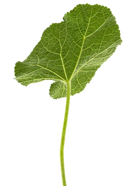 Зелений Лист Мальви Ізольований Білому Тлі — стокове фото