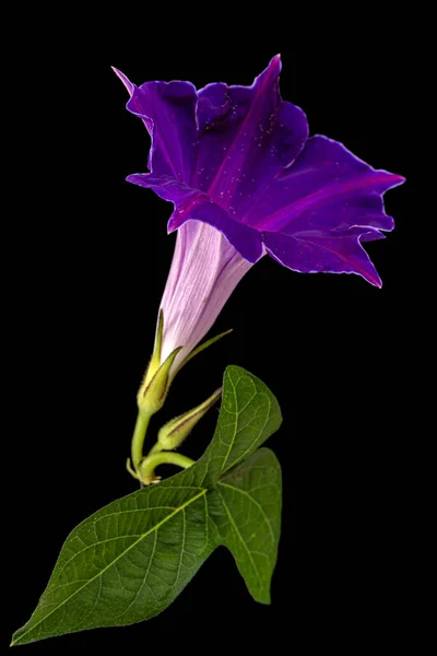 Flor Ipomoea Glória Matinal Japonesa Convolvulus Isolada Sobre Fundo Preto — Fotografia de Stock