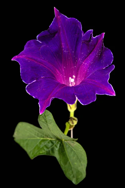 Λουλούδι Της Ιπομόαιας Ιαπωνική Δόξα Πρωί Convolvulus Απομονώνονται Μαύρο Φόντο — Φωτογραφία Αρχείου