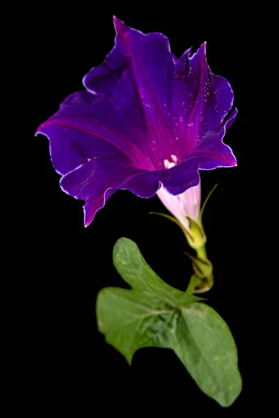 Λουλούδι Της Ιπομόαιας Ιαπωνική Δόξα Πρωί Convolvulus Απομονώνονται Μαύρο Φόντο — Φωτογραφία Αρχείου