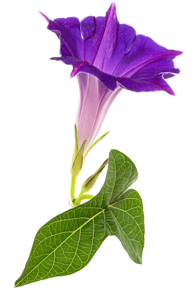 Квітка Іпомеї Японська Ранкова Слава Згорток Ізольований Білому Тлі — стокове фото