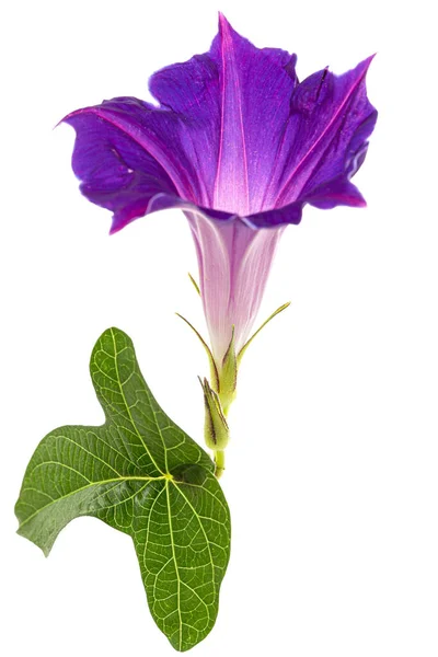 Flor Ipomoea Glória Matinal Japonesa Convolvulus Isolada Sobre Fundo Branco — Fotografia de Stock