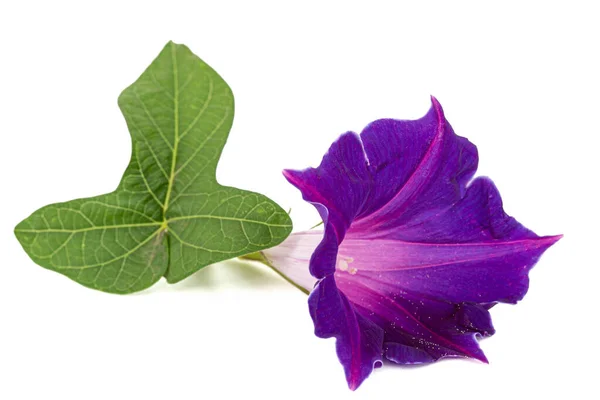 Flor Ipomoea Glória Matinal Japonesa Convolvulus Isolada Sobre Fundo Branco — Fotografia de Stock