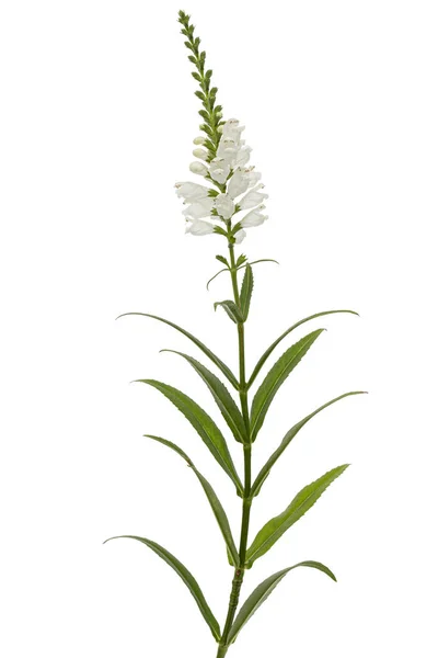 Fehér Virágok Physostegia Physostegia Virginiana Elszigetelt Fehér Alapon — Stock Fotó