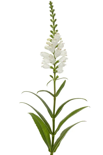 Fleurs Blanches Physostégie Physostegia Virginiana Isolées Sur Fond Blanc — Photo