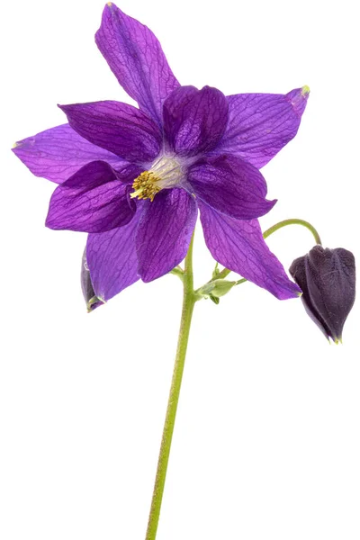 Fleur Violette Aquilegia Fleur Bassin Gros Plan Isolée Sur Fond — Photo