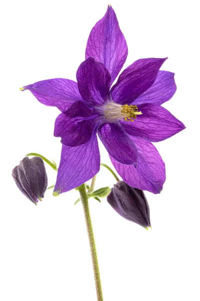 Fleur Violette Aquilegia Fleur Bassin Gros Plan Isolée Sur Fond — Photo
