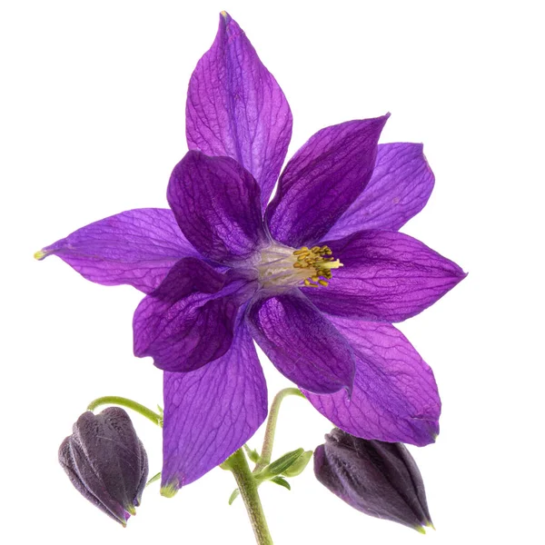 Fleur Violette Aquilegia Fleur Bassin Gros Plan Isolée Sur Fond — Photo