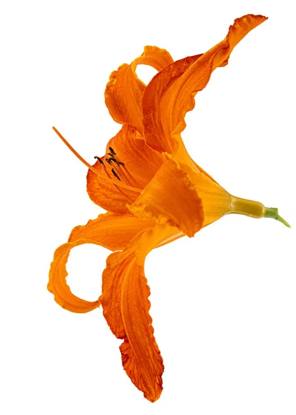 Jasnopomarańczowy Kwiat Lilii Dziennej Izolowany Białym Tle — Zdjęcie stockowe