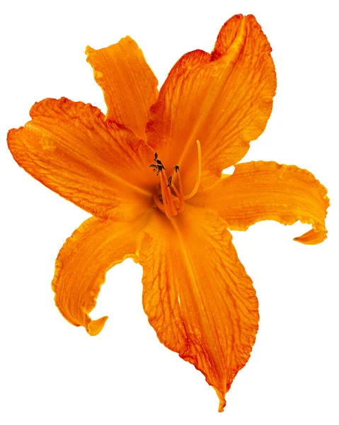 Leuchtend Orange Blume Der Taglilie Isoliert Auf Weißem Hintergrund — Stockfoto