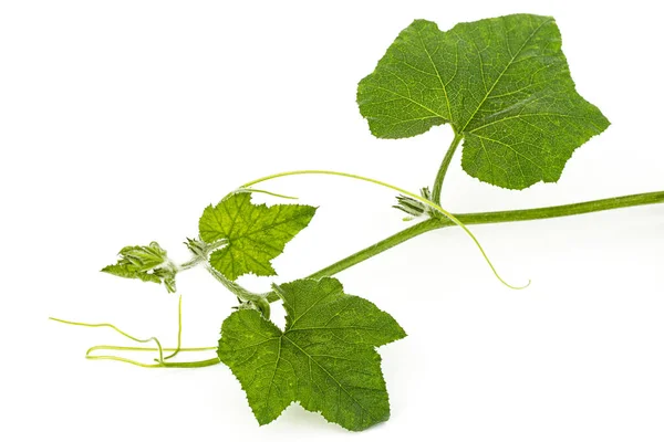 Folhagem Verde Abóbora Isolada Sobre Fundo Branco — Fotografia de Stock