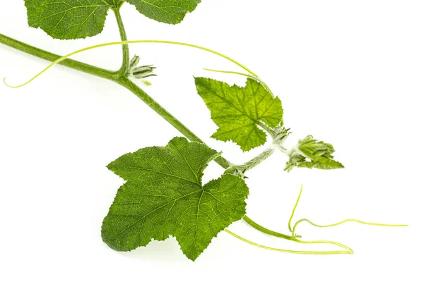 Πράσινο Φύλλωμα Κολοκύθας Απομονωμένο Λευκό Φόντο — Φωτογραφία Αρχείου