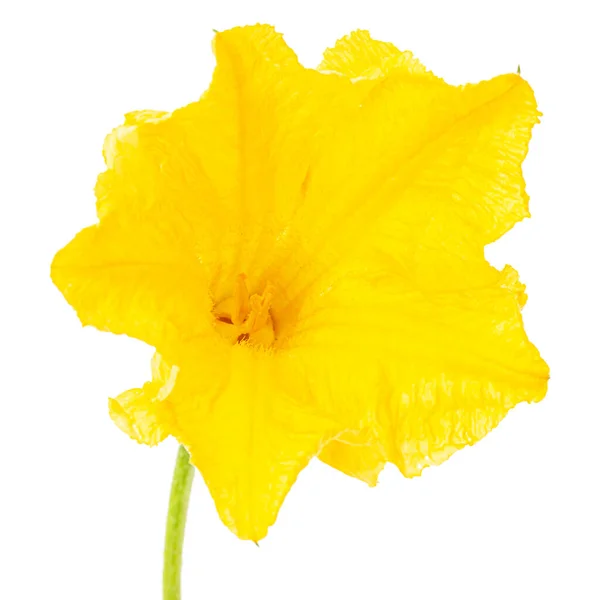 Flor Amarela Abóbora Isolada Sobre Fundo Branco — Fotografia de Stock
