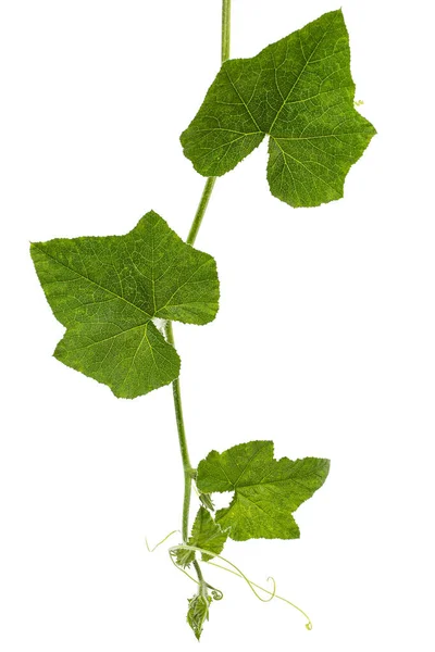 白地に隔離されたカボチャの緑の葉 — ストック写真