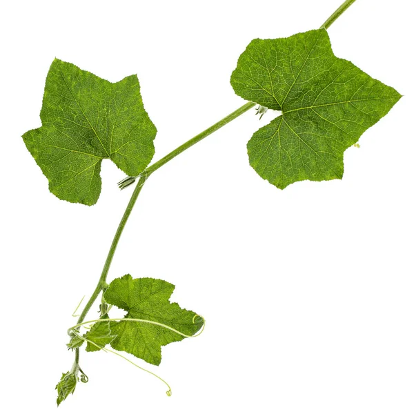 Zelené Listí Dýně Izolované Bílém Pozadí — Stock fotografie