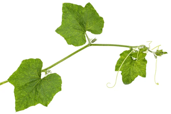 Folhagem Verde Abóbora Isolada Sobre Fundo Branco — Fotografia de Stock