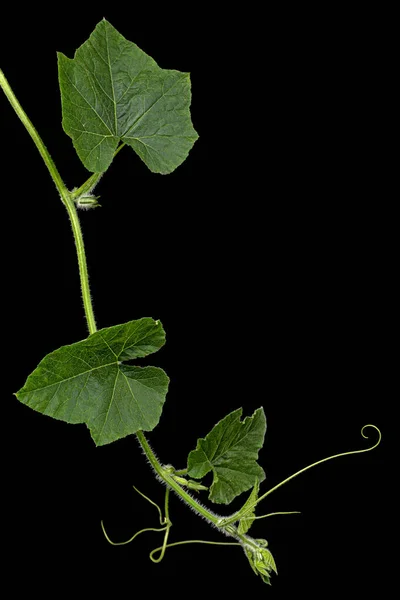 Folhagem Verde Abóbora Isolada Sobre Fundo Preto — Fotografia de Stock