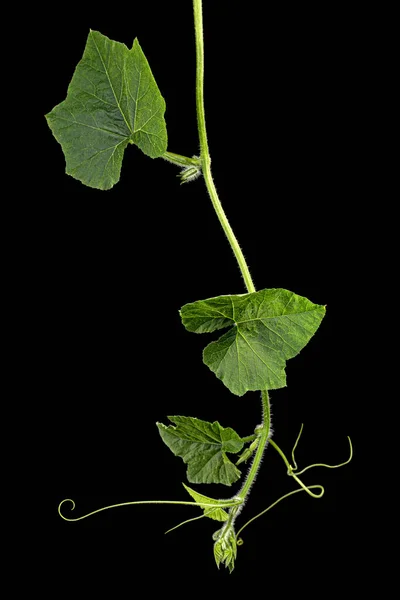 Πράσινο Φύλλωμα Κολοκύθας Απομονωμένο Μαύρο Φόντο — Φωτογραφία Αρχείου
