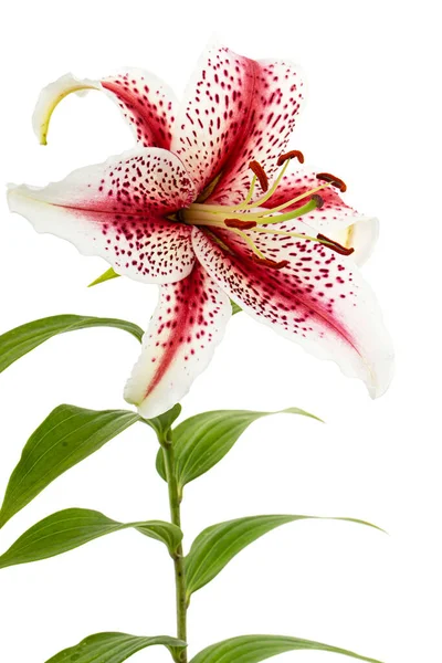 Большой Красивый Цветок Азиатской Лилии Тигра Изолированные Белом Фоне — стоковое фото